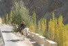 Ladakh_Oct_2008_076.jpg