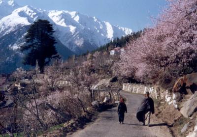 Spring in Kalpa, Himachal Pradesh
