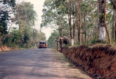 Bandit Elephant of Nambor Forest