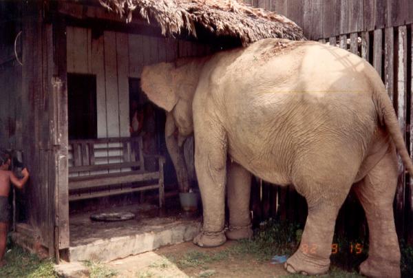 An informal elephant
