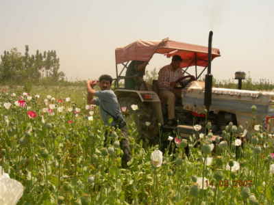Illicit opium cultivation in Kashmir