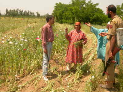 Illicit opium cultivation in Kashmir
