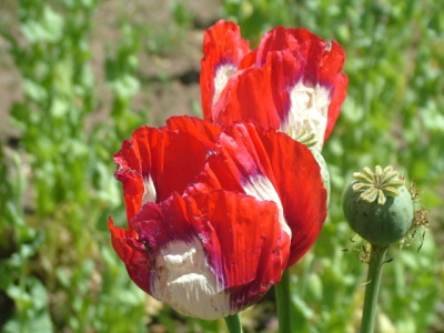 Illegal opium cultivation in Himachal Pradesh, India