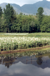 Illicit Opium cultivation in Anantnag Distt.