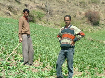Illegal opium cultivation in Himachal Pradesh, India