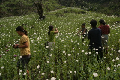 Illicit opium cultivation in Raliang, Arunachal Pradesh
