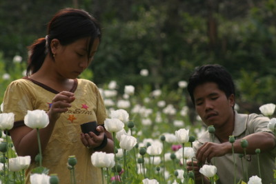 Illicit opium cultivation in Raliang