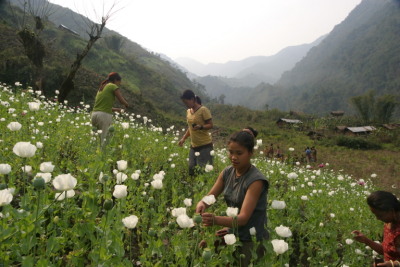 Illicit opium cultivation in Raliang