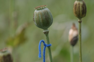Illicit opium cultivation in Taragram, Tezu,