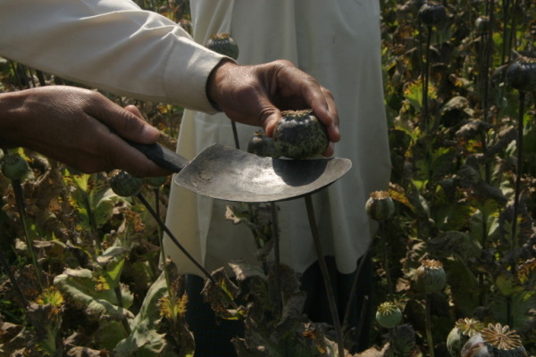LEGAL opium cultivation 