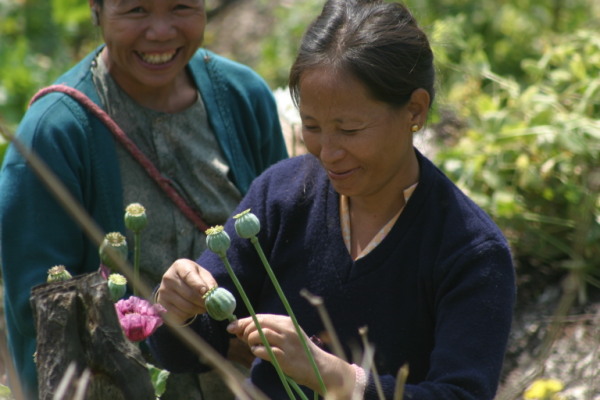 Illicit opium cultivation in Metengliang